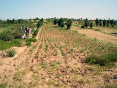 高図(コウトウ)地区の緑豆畑