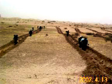 砂嵐の中での地元農牧民の植林の様子